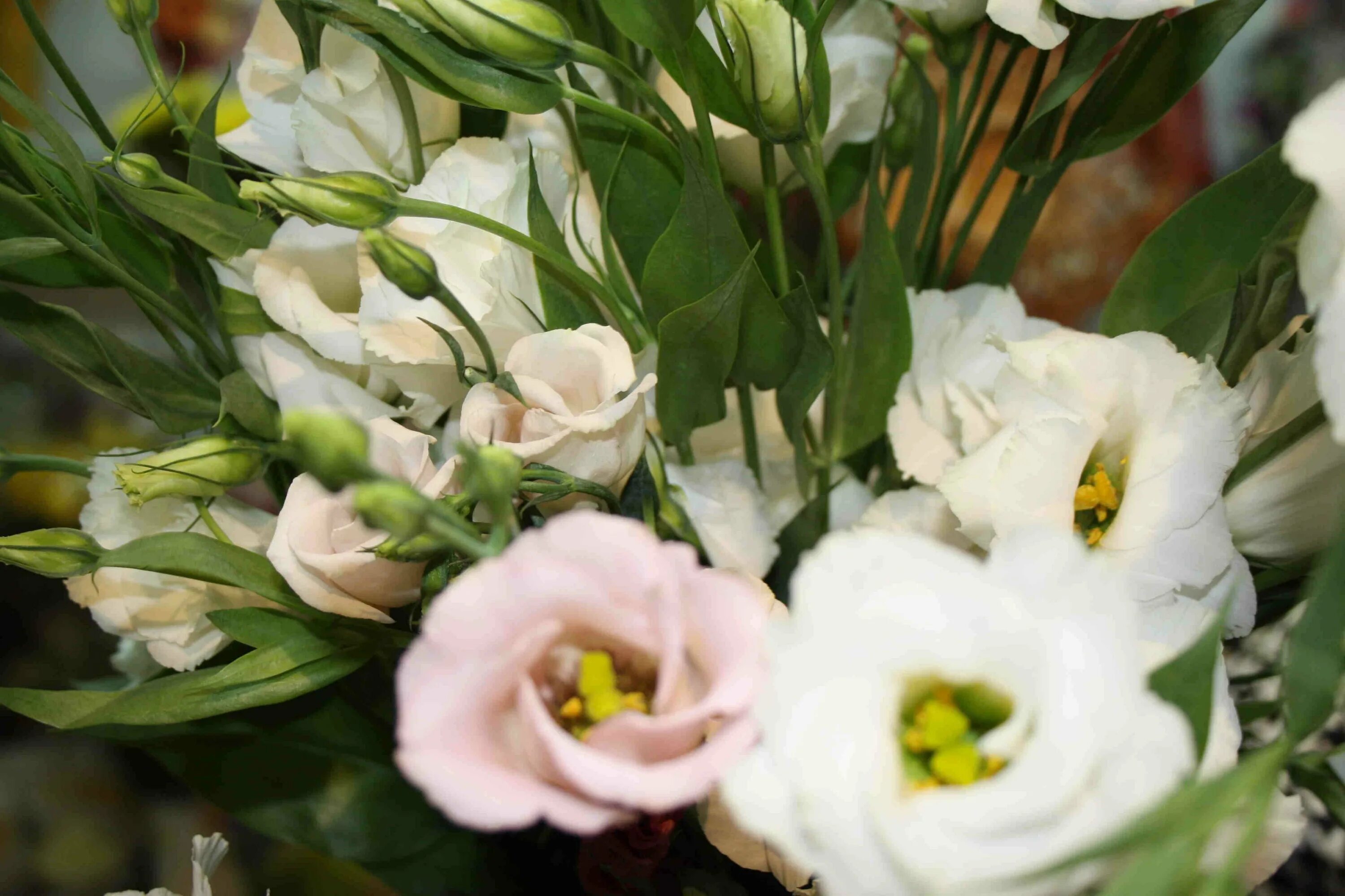 Почему эустома. Эустома лизиантус. эустома (lisianthus). эустома высокорослая.