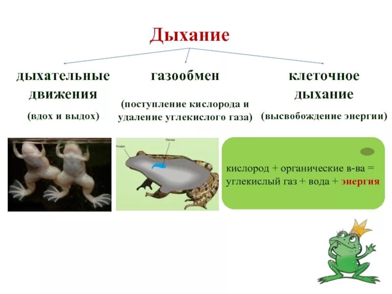 У млекопитающих газообмен происходит в