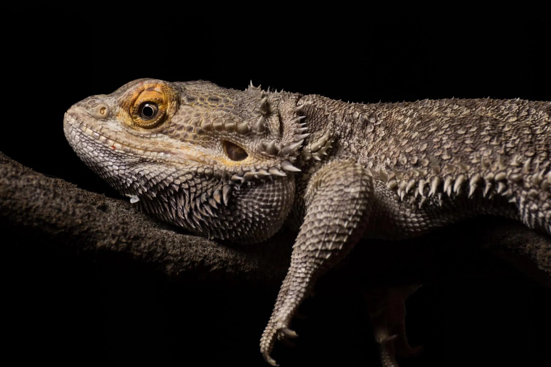 Игуана бородатая агама. Бородатая агама Блэк. Central bearded Dragon. Бородатый дракон Перу.