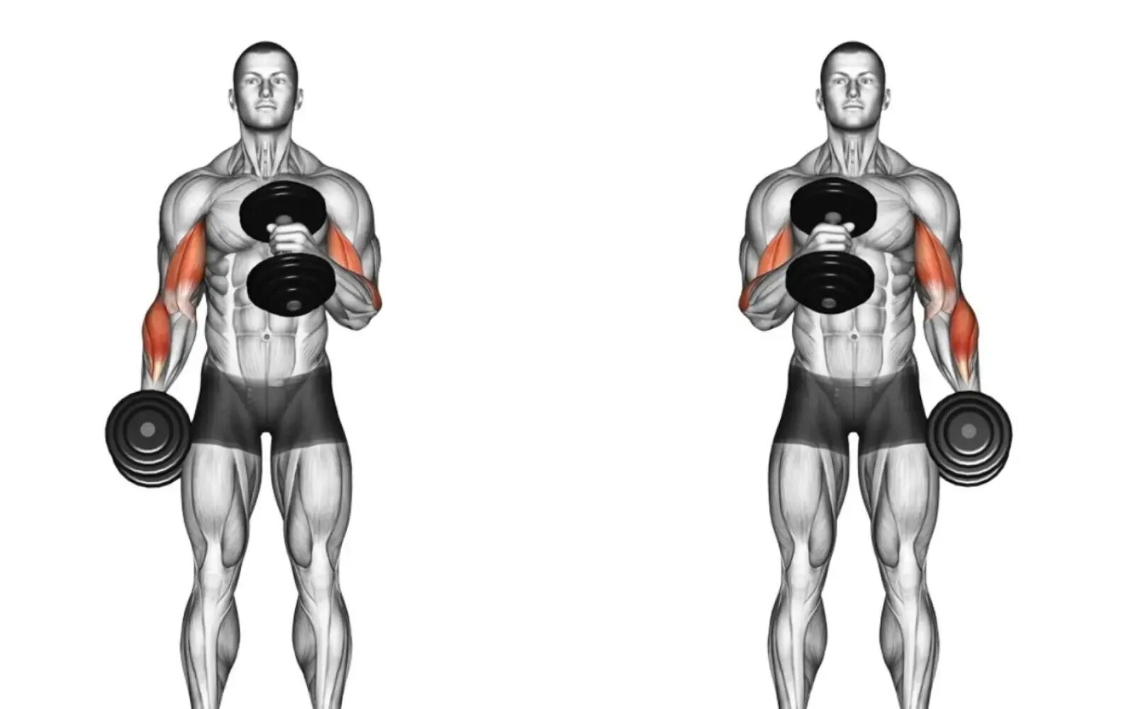 Dumbbell curls