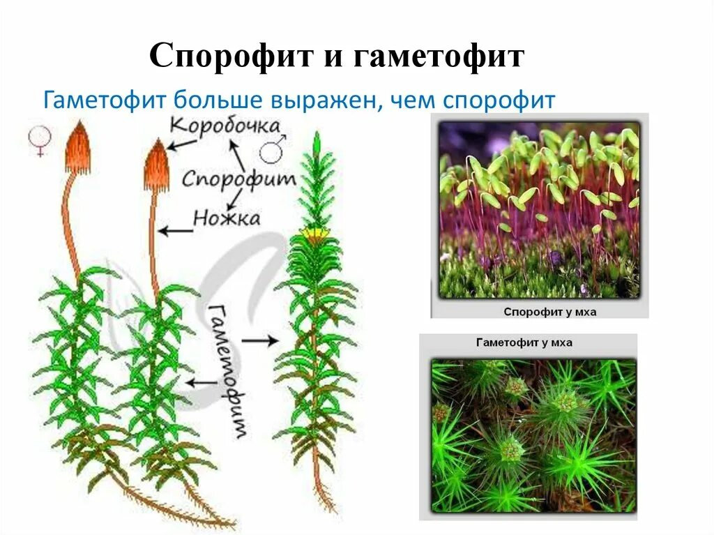 Спорофит мхов набор