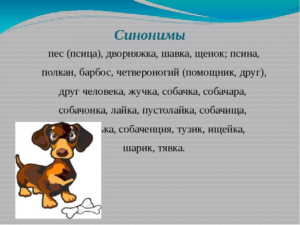 Слово собака составить слова