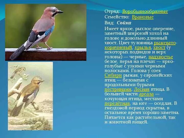 Птицы доклад 8 класс. Птицы отряда воробьинообразных. Сойка отряд воробьиных. Сойка информация. Сойка интересные факты.