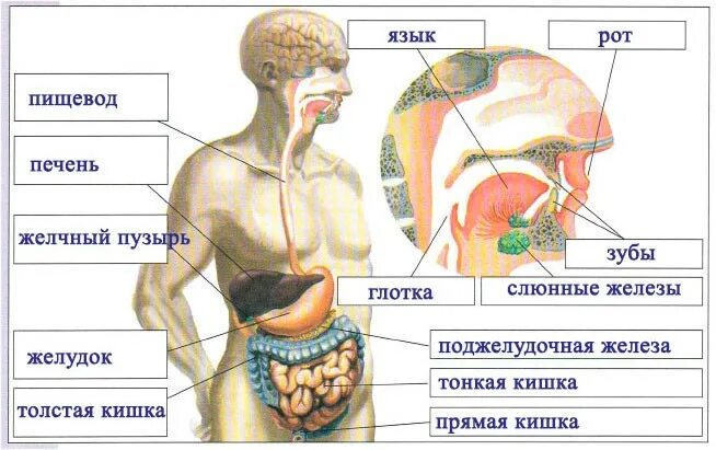 Органы пищеварения 4 класс. Путешествие бутерброда. Подпиши органы пищеварительной системы. "Путешествие бутерброда в пищеварительной системе". Пищеварительная система человека 4 класс.