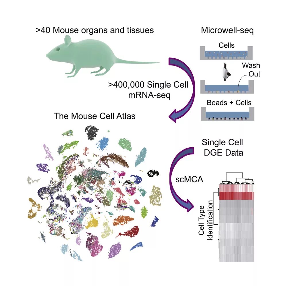 Mice cells