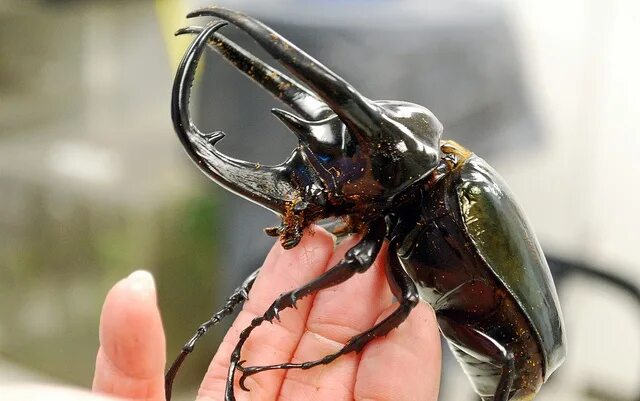 Chalcosoma atlas Википедия