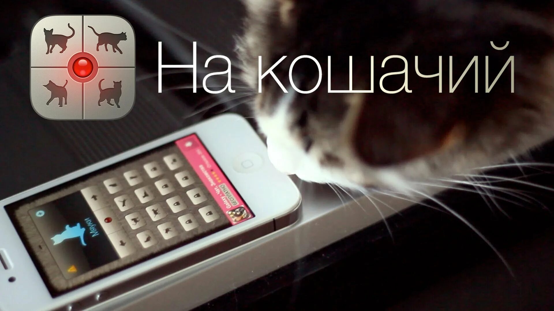 Игры звуки котов. Кошачье приложение. Приложение для общения с кошками. Приложение переводит на кошачий. Кошачий переводчик.