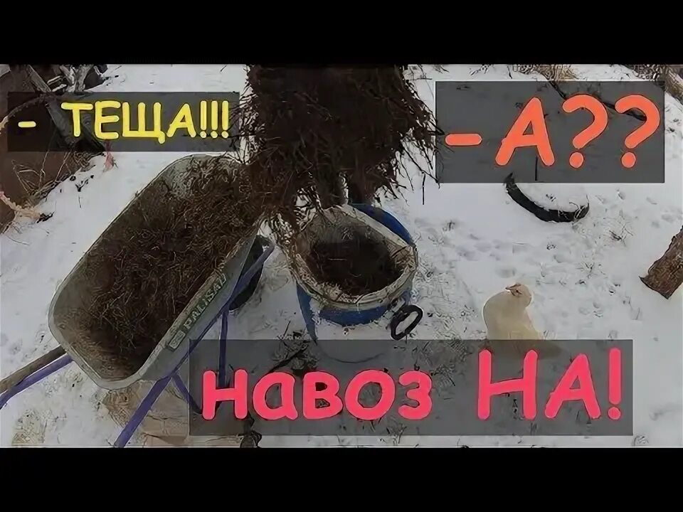 Соседний колхоз просит навоз. Соседний колхоз просит навоз