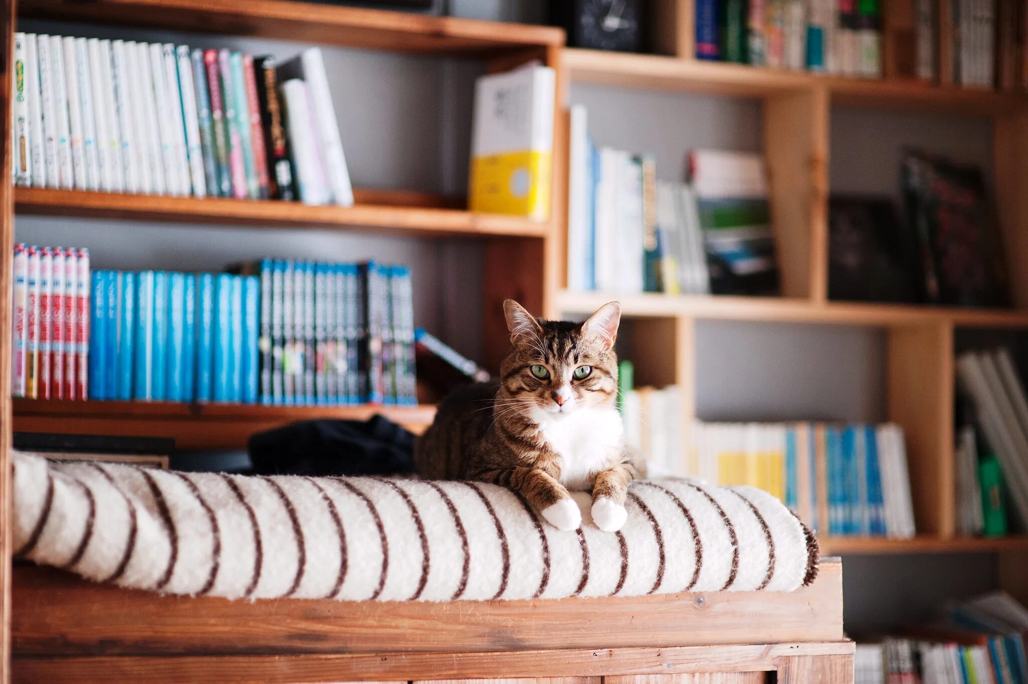 Кот с книжкой. Уродливая любовь книга. Black books shop. Уродливая любовь колин. Books here.