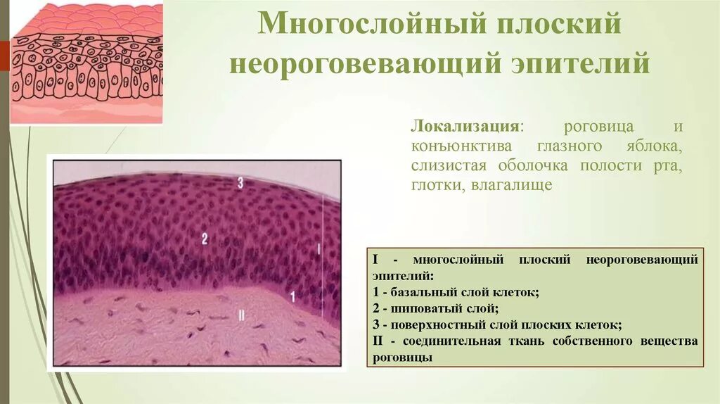 Где находится эпителий. Многослойный плоские не ороговеваюзий эпителий. vyjujckjqysq gkjcrbq ytjhjudtdf.obq &#039;hgnkq. многослойный плоский неороговевающий эпителий функции. многослойный плоский неороговевающий эпителий гистология.