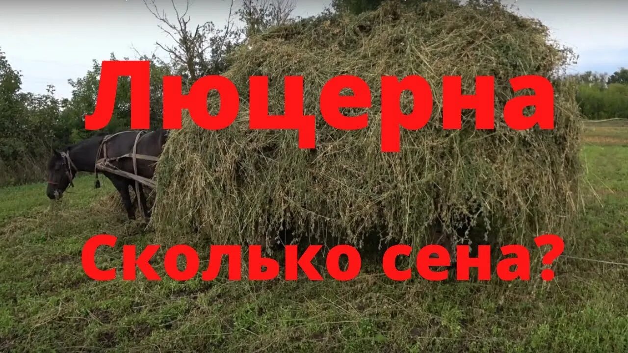 Урожайность люцерны на сено. Уборка люцерны на сено. Этикетка для сена люцерны. Люцерна выход сена с гектара. Люцерна урожайность с 1