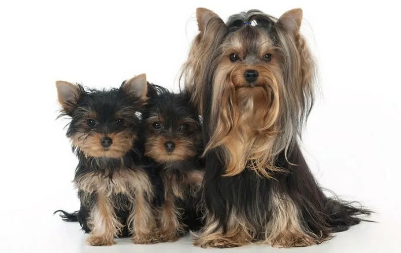 Йоркширский терьер стандарт мини и супер мини. Йоркширский терьер стандарт и мини. Йоркширский терьер стандарт и мини отличия. Йоркширский терьер стандарт и мини сравнение. Мини йорк боня.