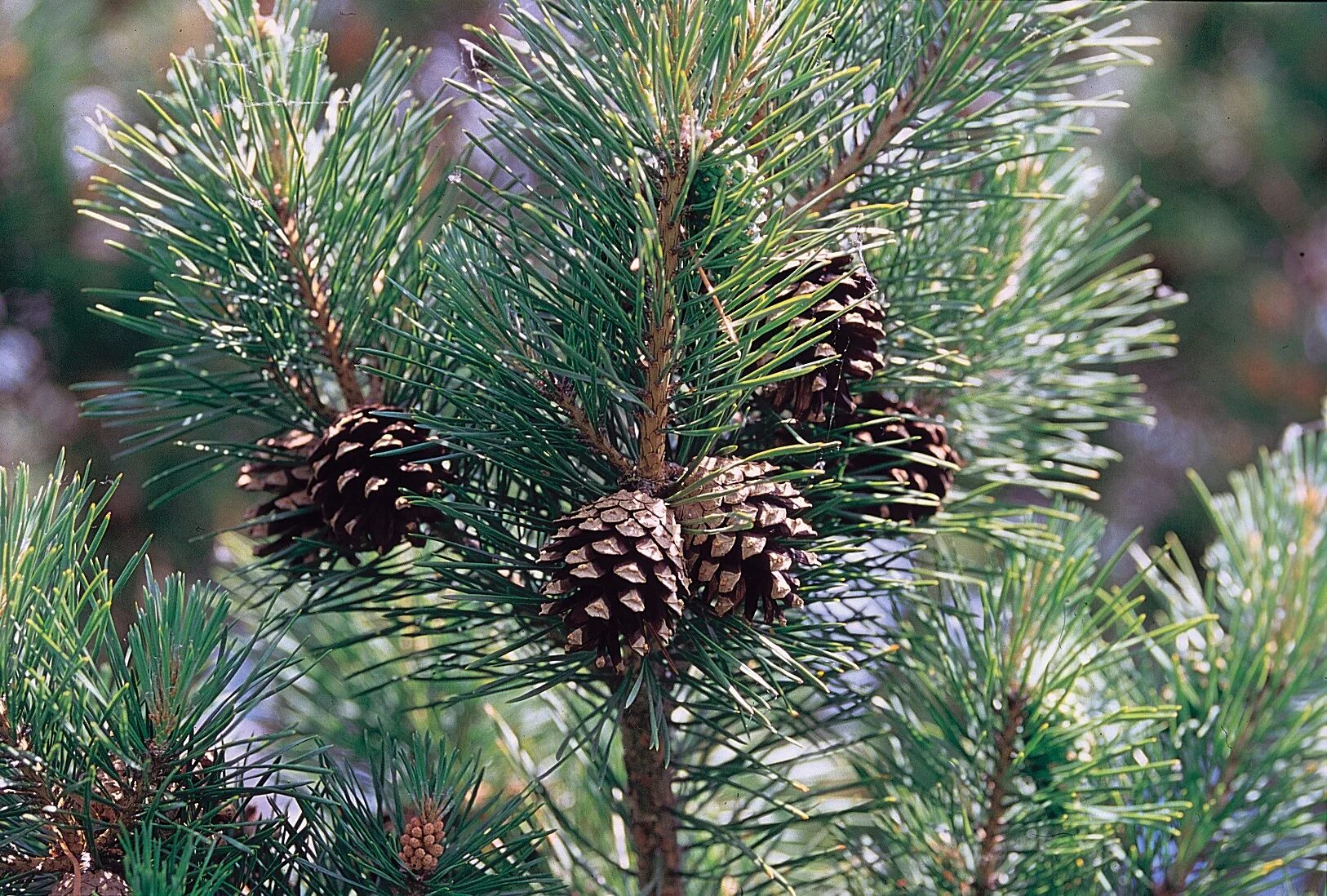 Pinus Sylvestris. Pinus Sylvestris сосна Лесная. Сосна обыкновенная Пиния. Сосна обыкновенная Pinus Sylvestris l. Обычная хвойная