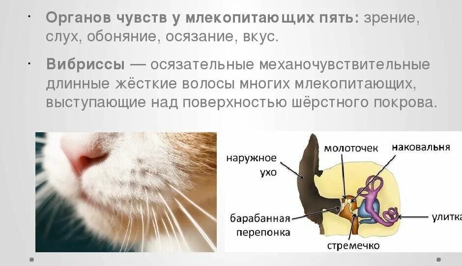 Почему человек млекопитающее