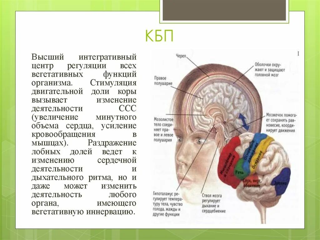 Центр регуляции вегетативных функций организма. Высшие центры регуляции вегетативной нервной системы. Интегративная деятельность лобной коры. Роль КБП В регуляции вегетативных функций.