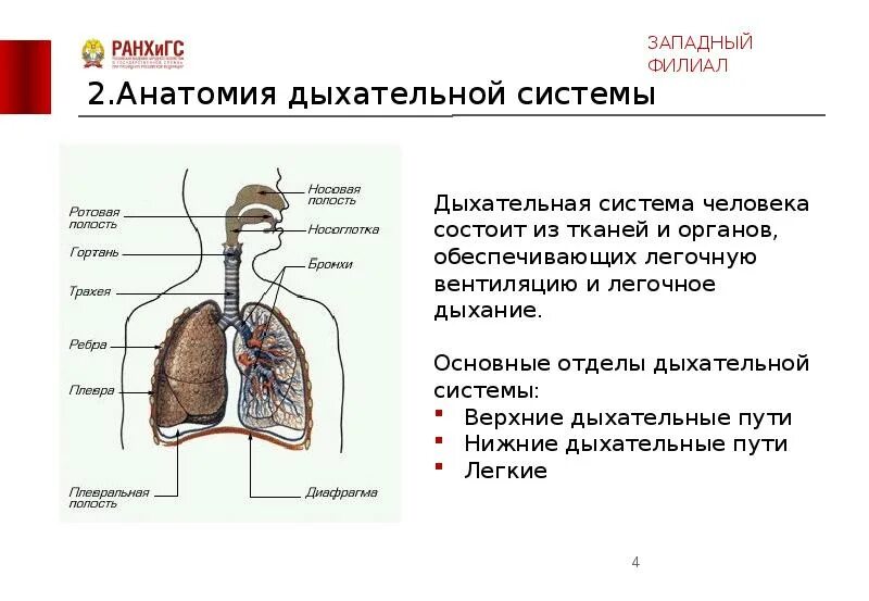 Органы обеспечивающие дыхание человека. Органы из которых состоит дыхательная система человека и функции. Из чего состоит дыхательная система система. Легочное дыхание человека схема. Отделы дыхательной системы анатомия.