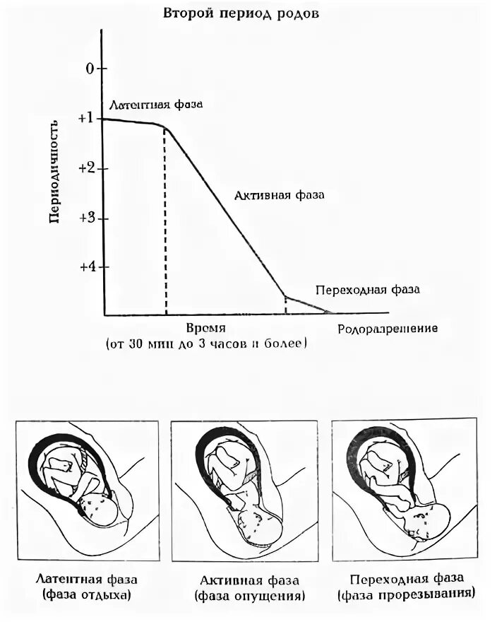 Первые роды этапы. 2 Период родов фазы. 1 Период родов латентная фаза. Фазы периода раскрытия шейки матки. Фазы 3 периода родов.