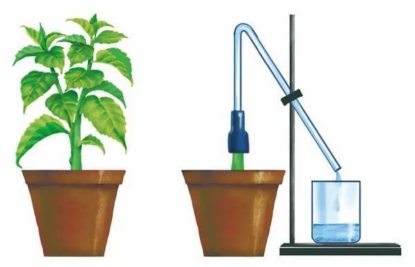 Опыт корневого давления растений. Корневое давление у растений. Опыт доказывающий Корневое давление. Опыт показывающий наличие корневого давления.