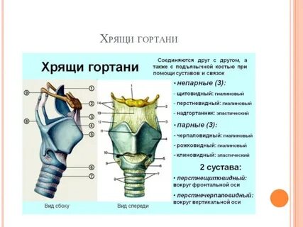 Длина связки