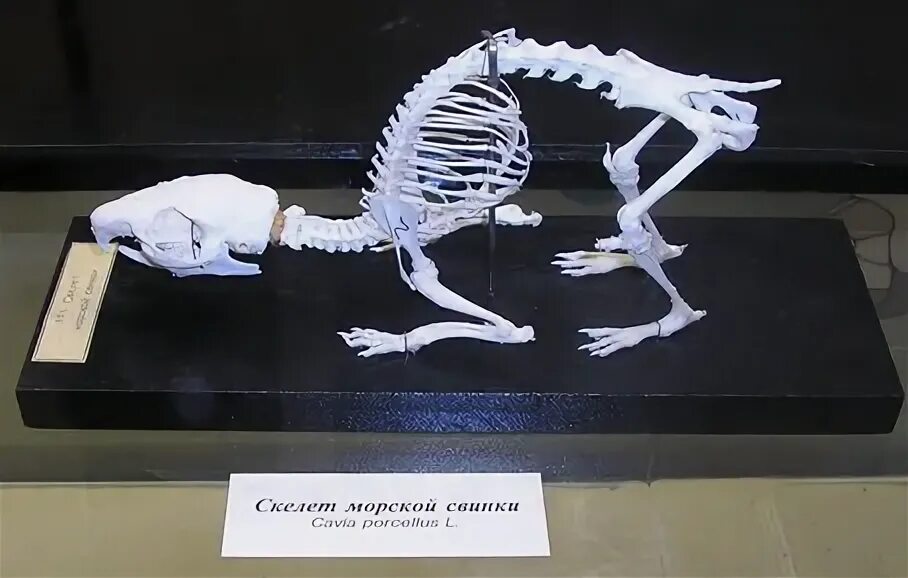 анатомия крысы мышцы. строение тела морской свинки. скелет морской свинки. строение хомяка джунгарика скелет. череп морской свинки спереди.