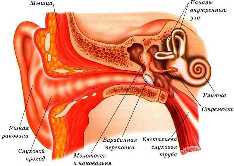 Мышцы барабанной перепонки. Мышца натягивающая барабанную перепонку. Строение ушного канала.