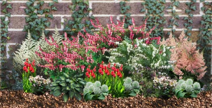 Common Bleeding Heart (Dicentra spectabilis) at Gertens Shade garden, Shade plan