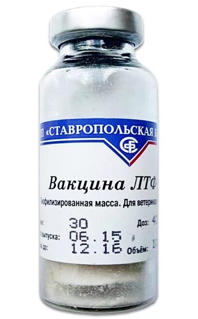 Вакцина для крупного рогатого скота ЛТФ 130. Вакцина ЛТФ-130 (10 доз/фл). Вакцина против трихофитии ЛТФ-130. Вакцины телятам ЛТФ-130.