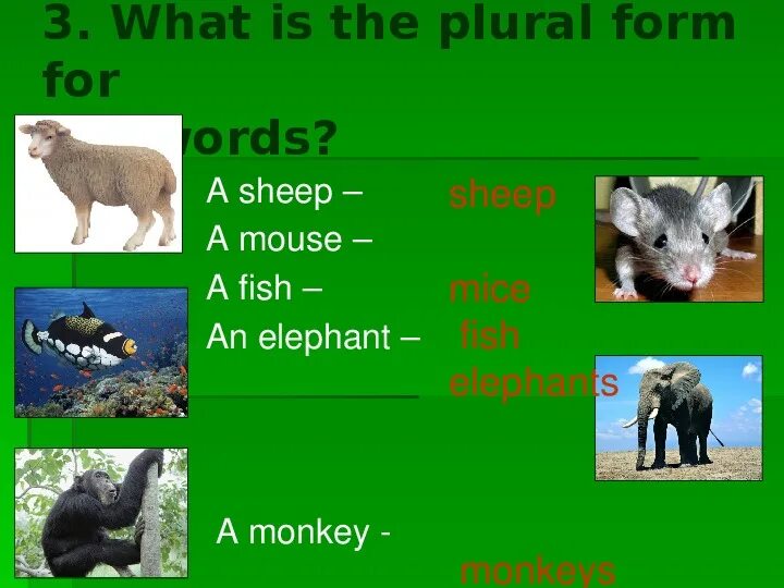 Животные словарь. Животные на английском языке. Herbivores carnivores and omnivores. What animals were there. Проект на тему my favorite animals.