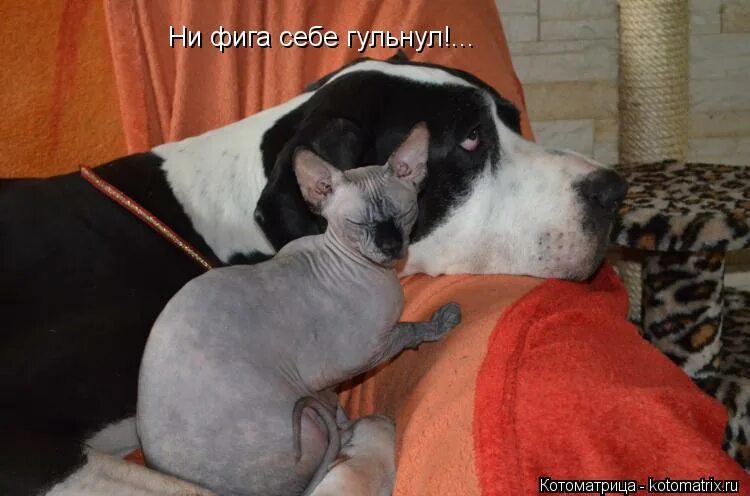 фига себе. нифига себе. фига себе. ни фига! гиф. ну ни фига себе.