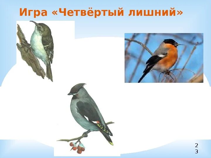 Карточки с изображением домашние птицы. Дидактическая игра перелетные птицы. Укажи лишнюю птицу. Четвертый лишний перелетные птицы. Зимующие птицы четвертый лишний для дошкольников.