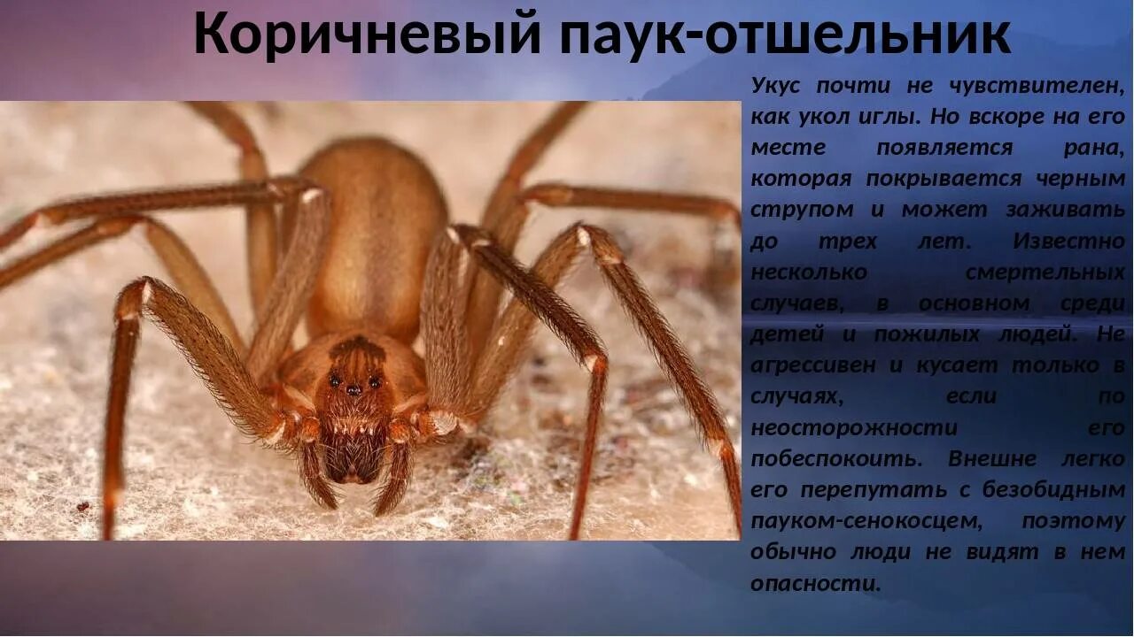 Паук loxosceles reclusa. Коричневый паук отшельник. Паук loxosceles reclusa. Коричневый паук отшельник. Loxosceles laeta паук.