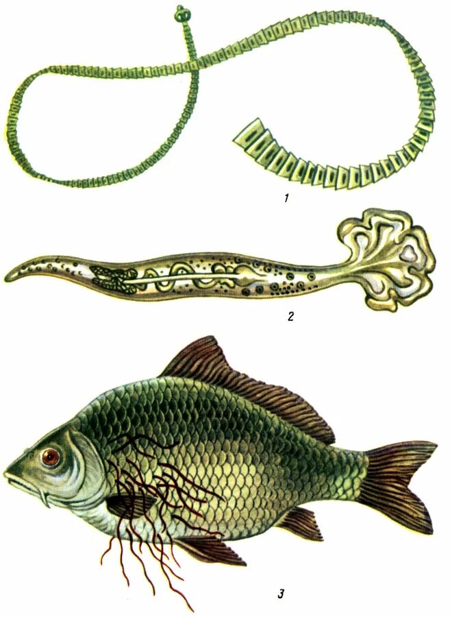 Метод параллельных разрезов рыбы. Исследование рыбы на описторхоз. Паразитологическое исследование рыбы. Паразитологическое исследование рыбы. Паразитологическое исследование рыбы.