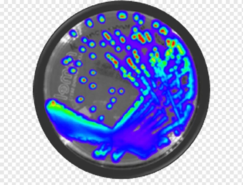 Слизистый слой бактерий. Люминесцентные бактерии. Биолюминесценция бактерий. Круглые бактерии. Бактерий круглый круглый.