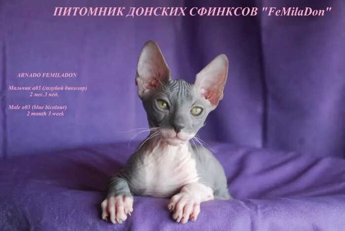 Сфинкс цитаты. Питомник кошек донской сфинкс. питомник донских сфинксов. с днем рождения кот сфинкс. питомник донских котят.
