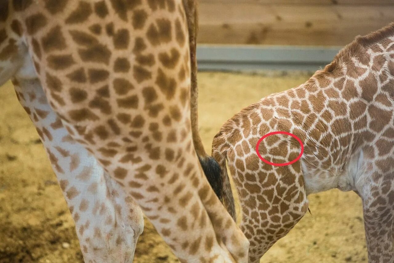 Рождение жирафа. Жираф рожает. Детеныш жирафа. Жираф только родился.