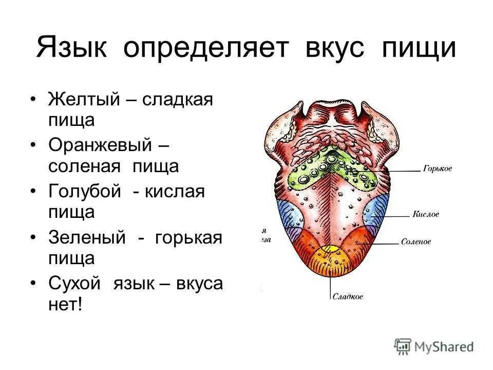 Орган вкуса анатомия строение. Вкусовые рецепторы на языке схема. Строение языка человека вкусовые рецепторы. Вкусовые зоны языка человека анатомия. Сладко какая часть