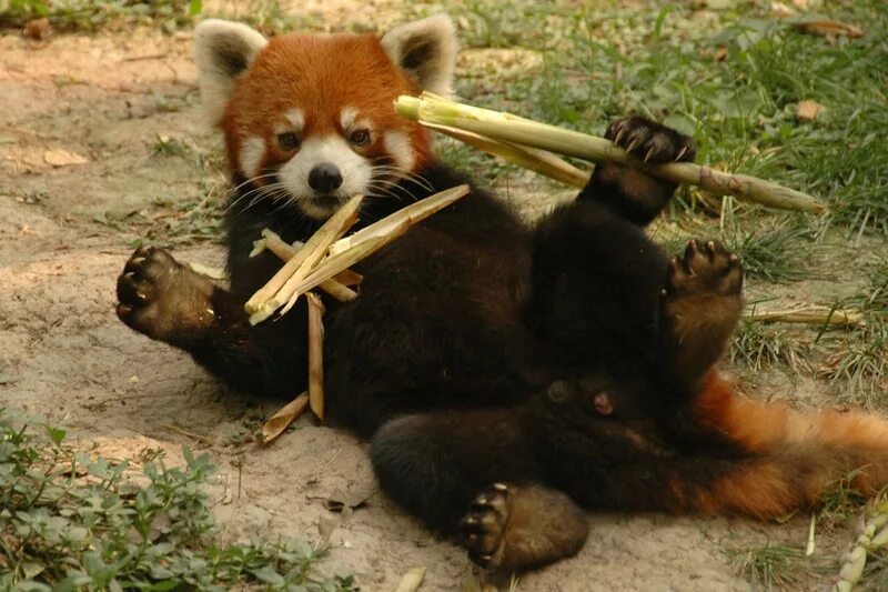 Панды едят мясо. Красная бамбуковая Панда. Панда ест бамбук. Малая Панда с бамбуком. Красная Панда кушает бамбук.