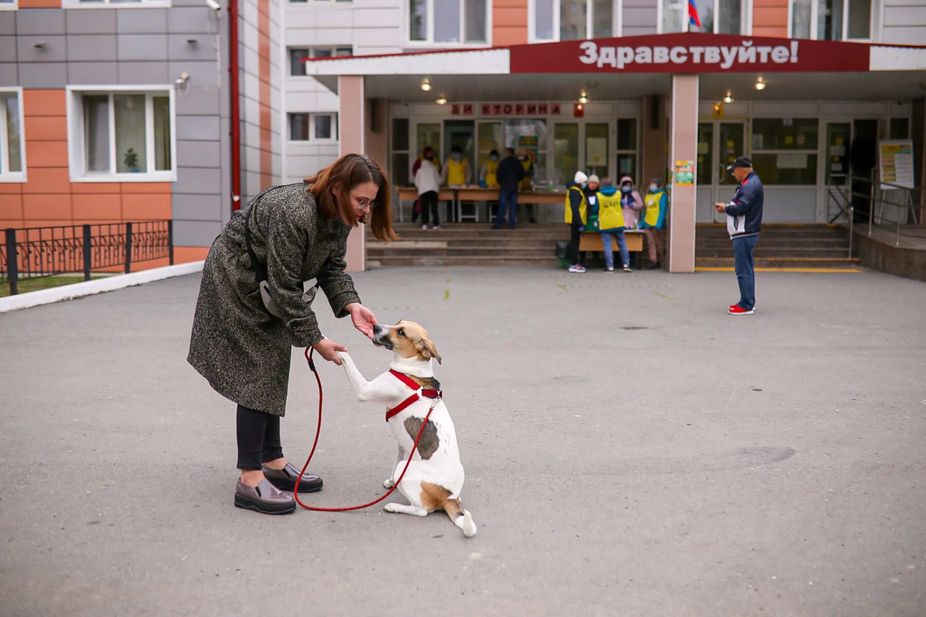 Собака на избирательном участке. На выборы с собакой. Животные на избирательных участках. Собака на выборах Воронеж. Можно ли с собакой на избирательный участок