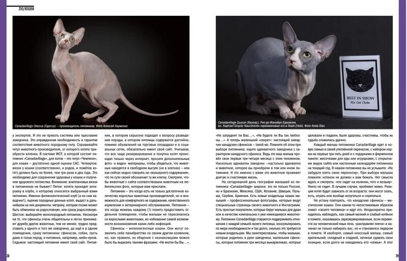 размер взрослой кошки. размер одежды для сфинкса. донской сфинкс стандарт породы. порода донского сфинкса. средняя длина кошки.