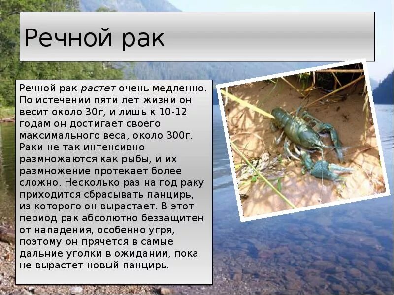 Как правильно ловить раков, чтобы не "выловить" штраф? Рассказываем Электронный 
