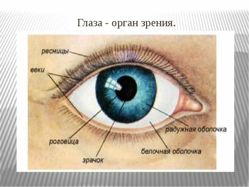 Органы человека глаза. Внешнее строение глаза. Части глаза название. Глаза орган зрения. Органы чувств глаза.