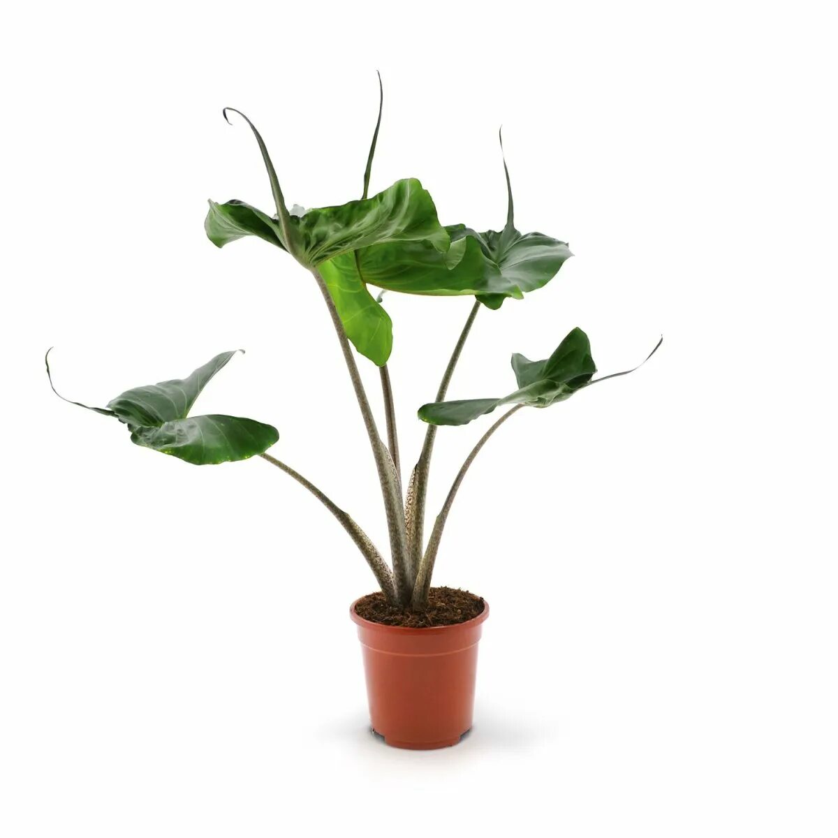 Alocasia macrorrhiza stingray. Алоказия скат. Алоказия макрориза стингрей. Алоказия стингрей. Алоказия скат стингрей.