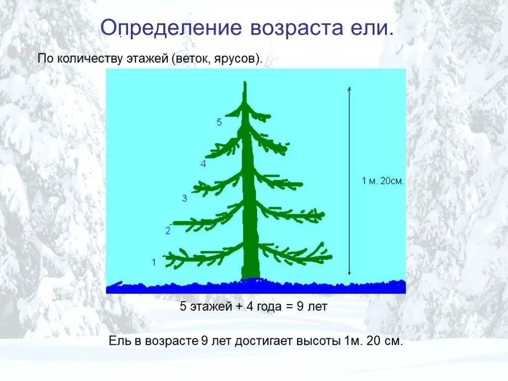 Возраст ел
