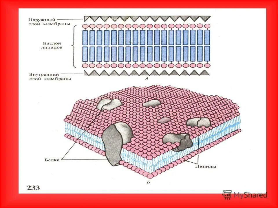 Двойной слой липидов мембраны функции. Липиды. Функция двойного слоя липидов мембраны клетки. Биологические мембраны клетки функции. Липидный бислой клеточной мембраны.