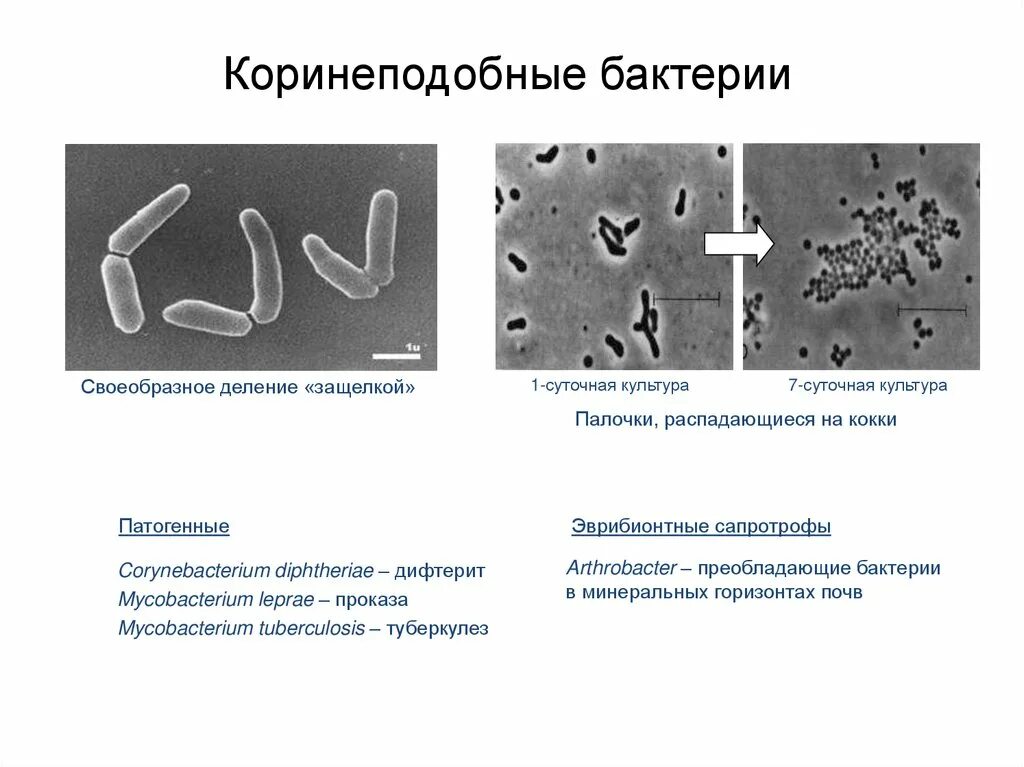 Бактерии примеры 7. Коринеподобные бактерии. Бактерии сапротрофы. Методы исследования экологии микроорганизмов. Болезнетворные бактерии это сапротрофы.