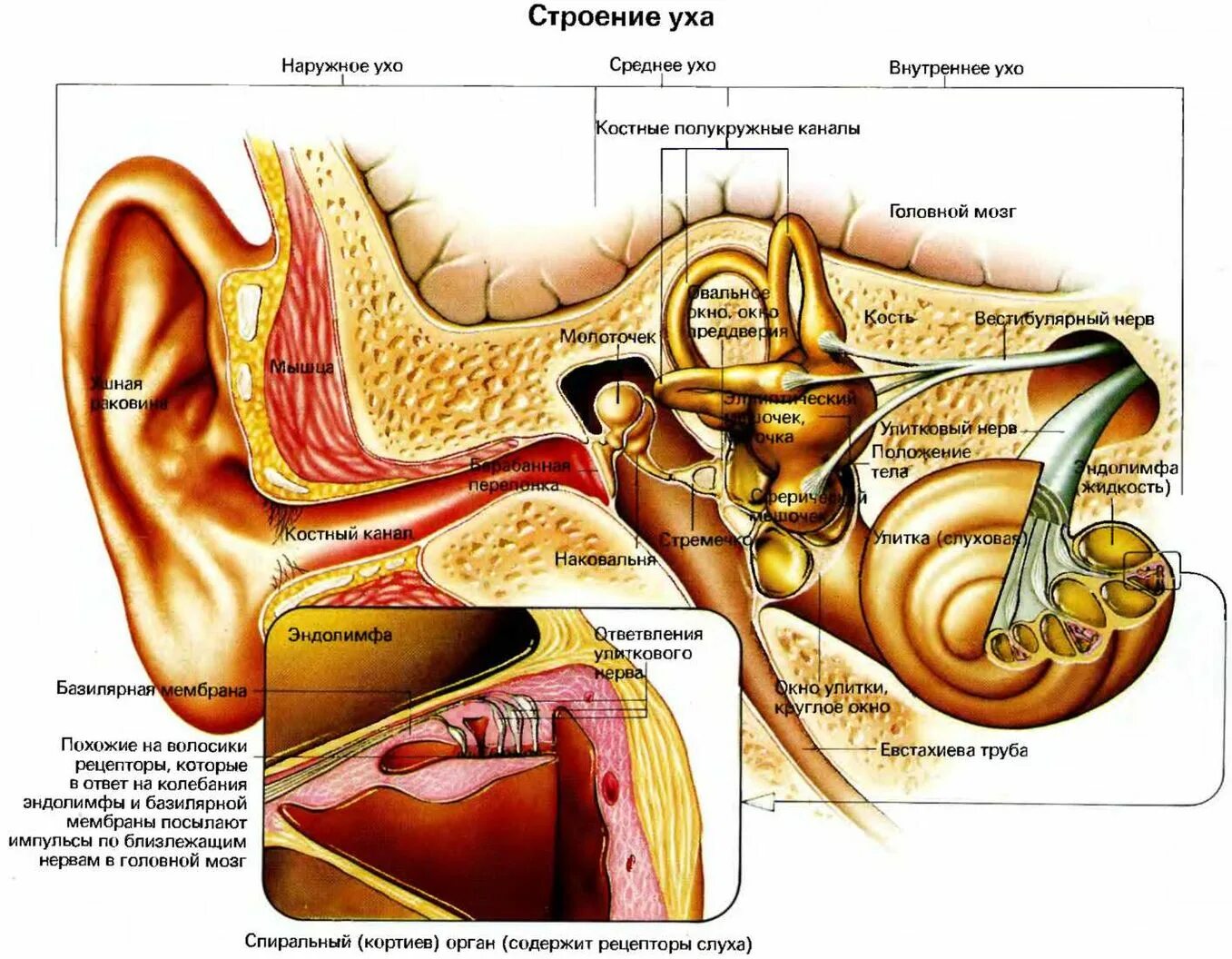 Строение внутреннего уха эндолимфа. Строение среднего уха человека анатомия. Схематическое строение внутреннего уха. Схема строения наружного среднего и внутреннего уха. Полость заполненная воздухом в ухе