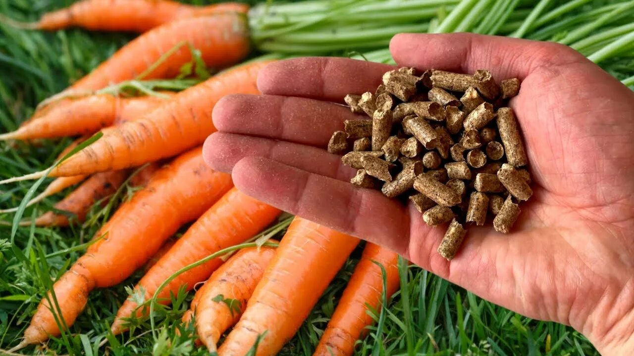 Удобрение для моркови. Сладкая морковь. Морковь в огороде.