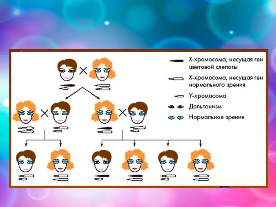 Генотип человека с дальтонизмом. Генетика цвета волос. Генетика цвет волос родителей. Генетика цвета волос у ребенка. Наследование цвета волос у человека.