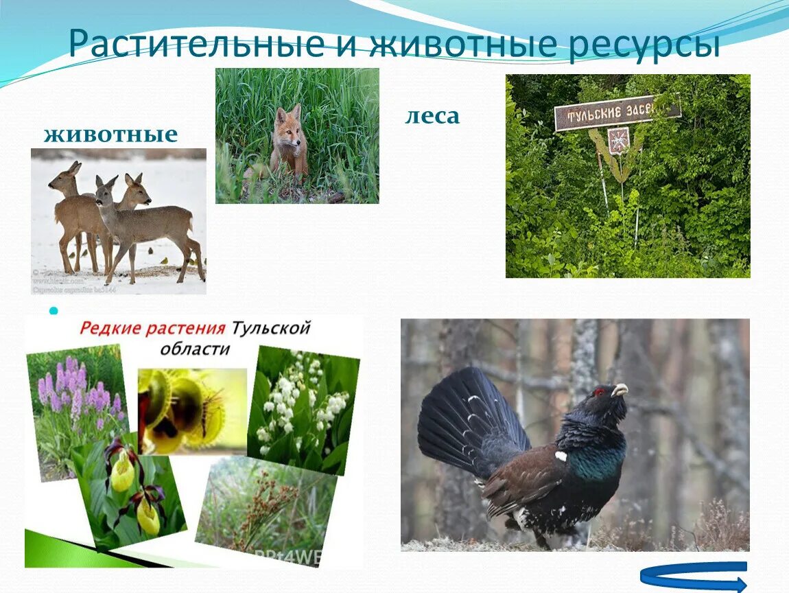 Виды растительных и животных ресурсов