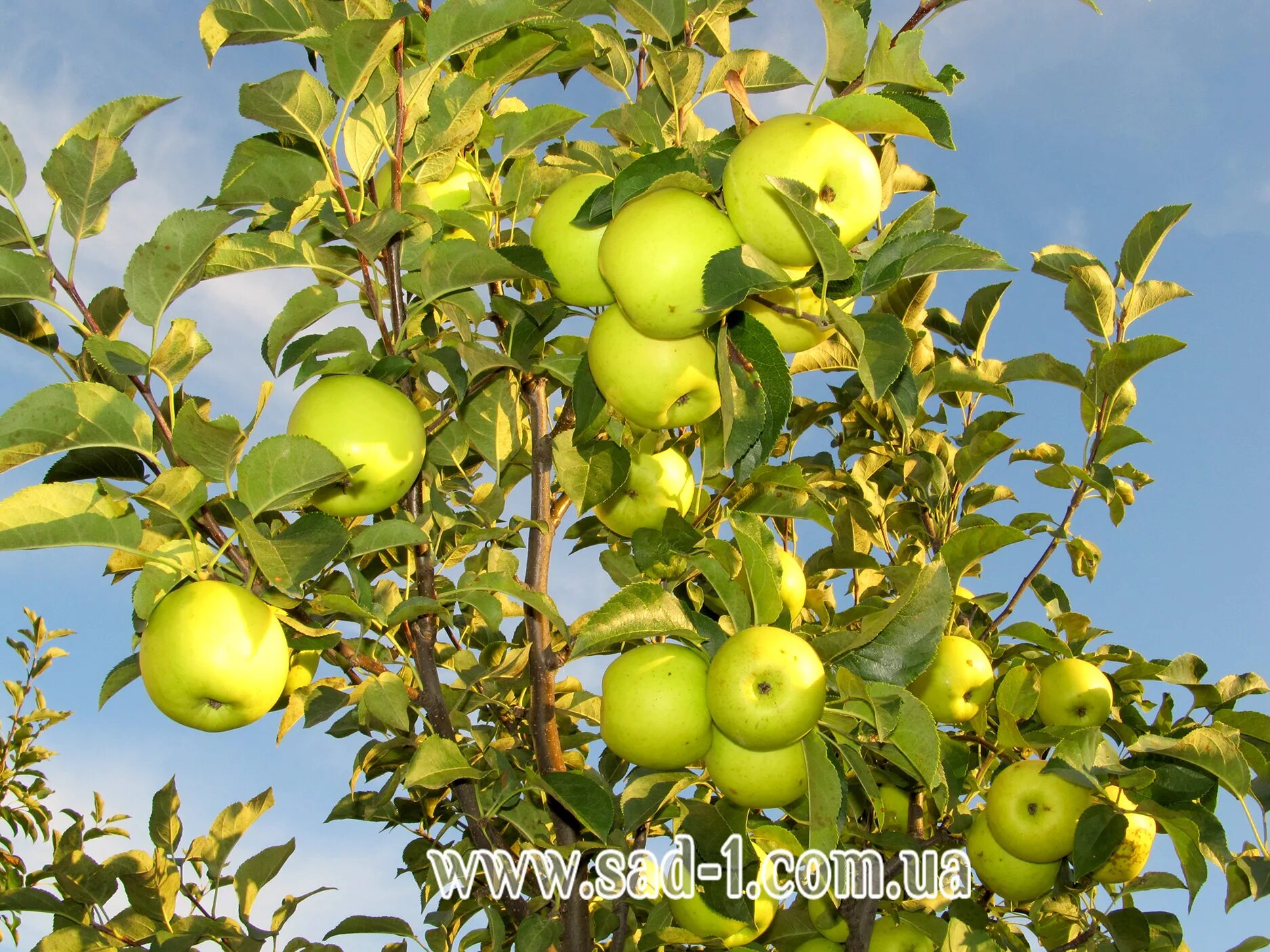 яблоня ренет крюднера. яблоня голден резистент. яблоня голден делишес рейнджерс. яблоня голд описание сорта. яблоко-груша голден делишес.